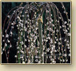 Salix-pendula